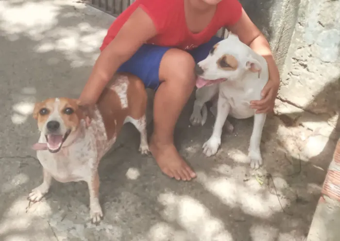 Pitbull para adoção