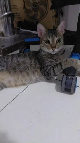 Animais de estimação