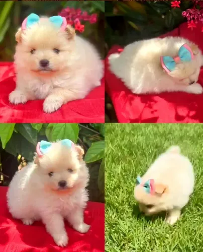Spitz Alemão anão