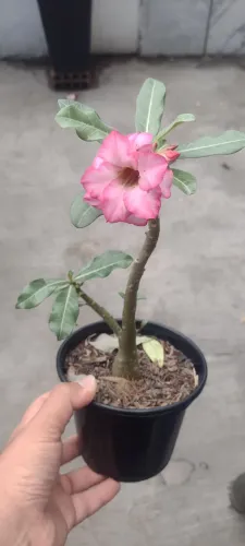 Rosa do deserto de semente ROSA DOBRADA PERFUMADA