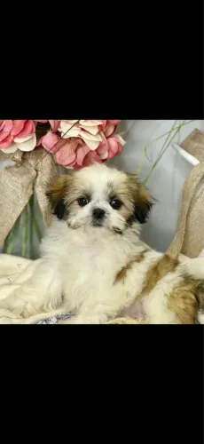 Filhote de shihtzu