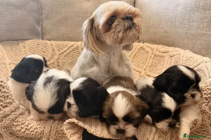 Baby Shih tzu/ shihtzu pelagem densa e temperamento doce
