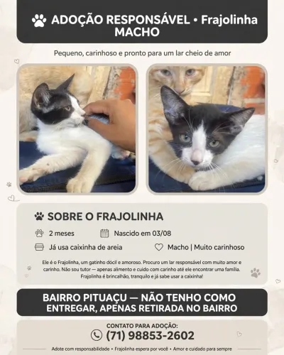 Gatos
