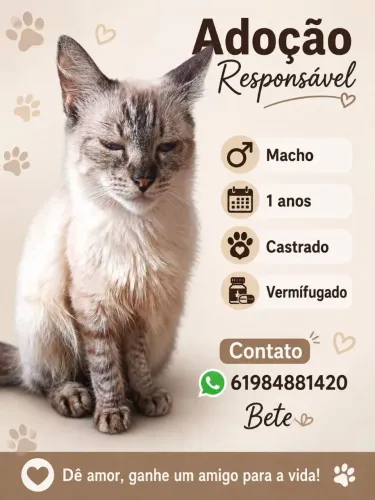 Gato para adoção 