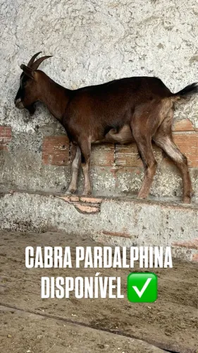 CABRA PARDALPHINA 
