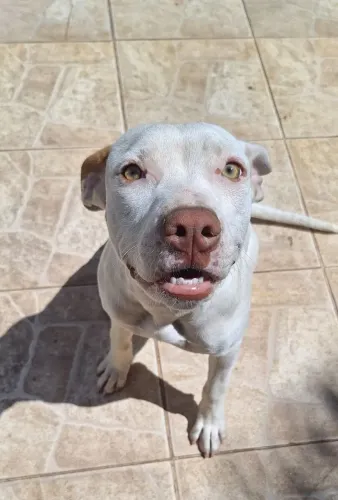 Doação de Pitbull
