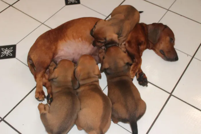 Filhotes de Dachshund (Salsicha)