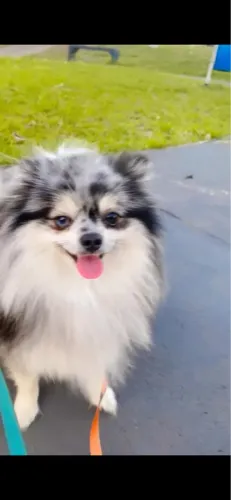 Spitz Alemão Blue Merle procura uma namorada
