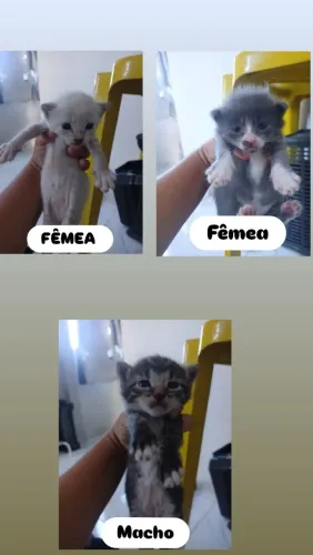 Doação de gatos