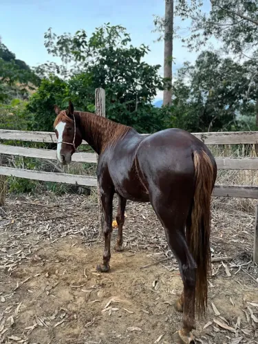 Cavalo