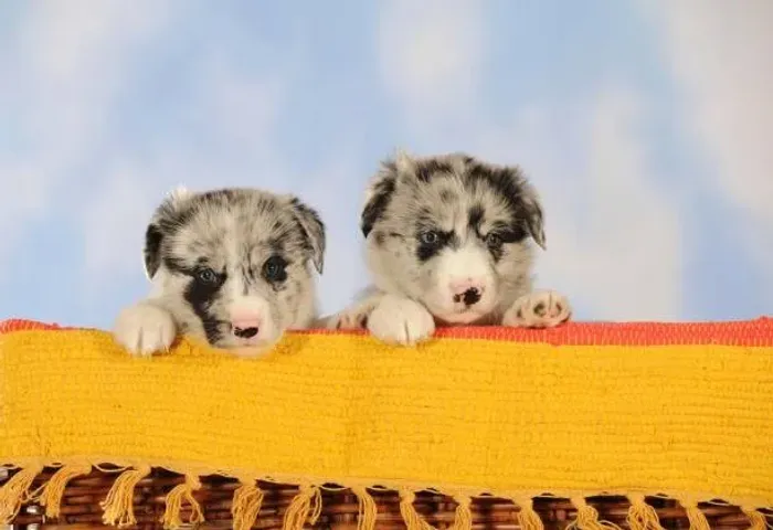 Border Collie Filhote Craque da Esperteza