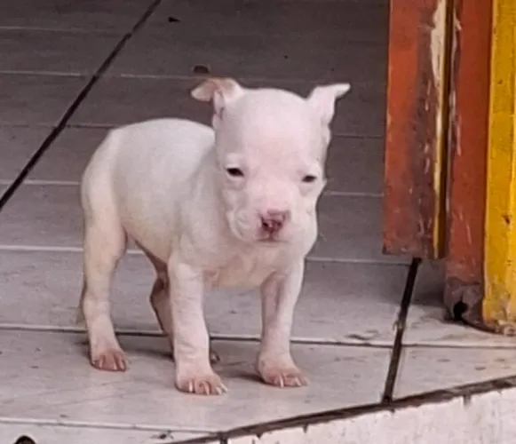 Filhote de Pitbull