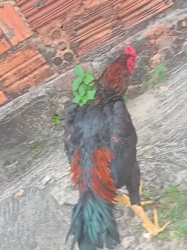 galo carioca