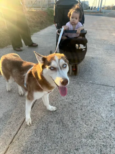 Husky siberiano