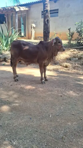 Sindi