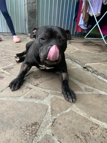 Pit monster para adoção