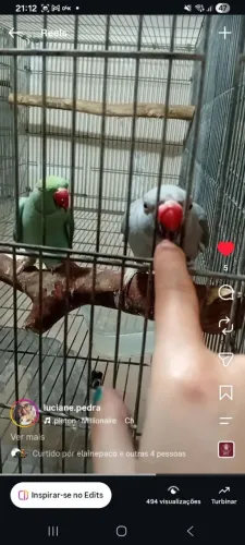 Pássaros filhote