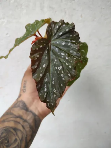 Plantas decorativas e ornamentais 