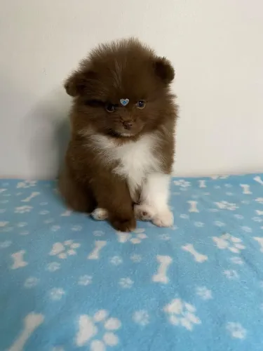spitz anão