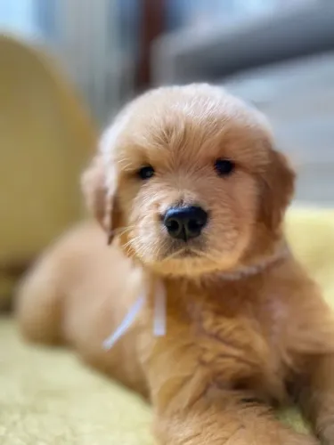 Golden Retriever 