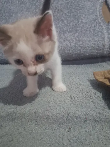 Doação de lindos gatinho