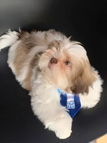 Shih tzu filhote macho e fêmeas