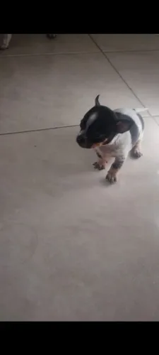  Vendo Filhote Pincher fêmea 