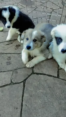 Border Collie filhotes(puros)