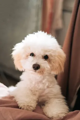 ? Poodle | Um Filhote Especial Para Uma Família Especial
