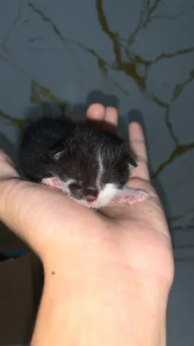 Gatos reccem nascidos