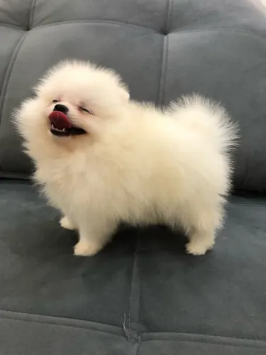 VENDO SPITZ ALEMÃO ANÃO (LULU dá POMERÂNIA) - PEDIGREE CBKC