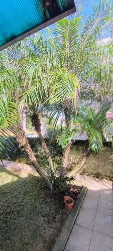 Vendo 3 Fênix adultas com aproximadamente 4m de altura lindas e saudáveis