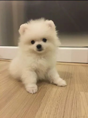 Filhote spitz alemão, Um Cachorrinho Pode Tornar Sua Vida Muito Mais Feliz!