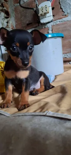 Pincher 1°Macho Também troco 500