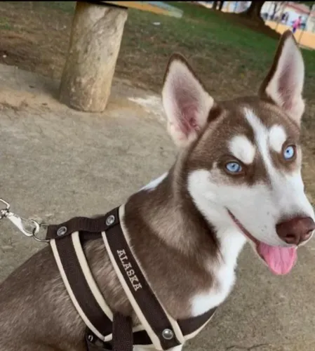 Husky Siberiano