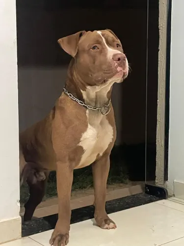 Pitbull disponível para cruza 