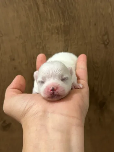 Filhote de Spitz Alemão / Lulu da Pomerania 