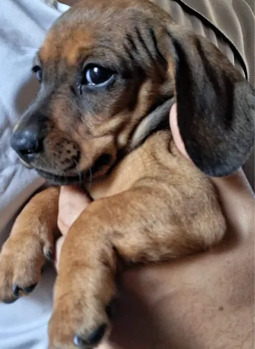 Filhote macho Basset