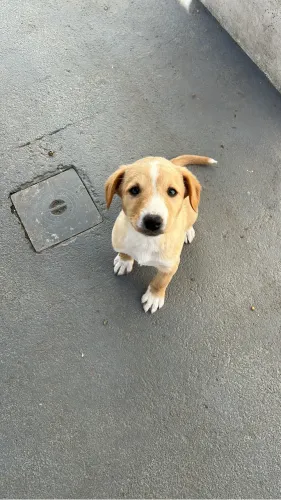Doa-se cachorrinha cruza de labrador com vira-lata 