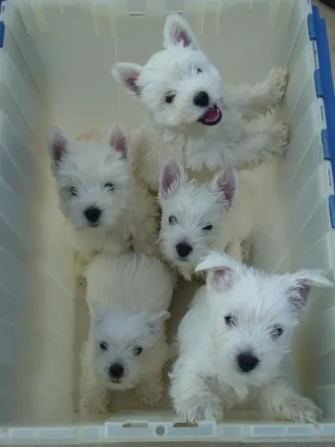West Terrier 