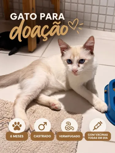 Doação de gato macho