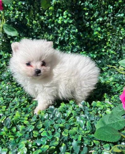 Spitz alemão macho mini
