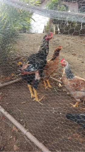 Vendo galinha botando ovos!