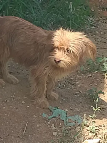 Doações de cachorro do porte pequeno