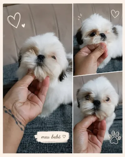 Fêmea Shih Tzu 