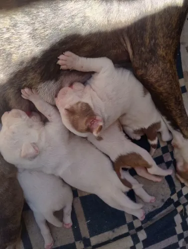 Filhotes de Pit Bull