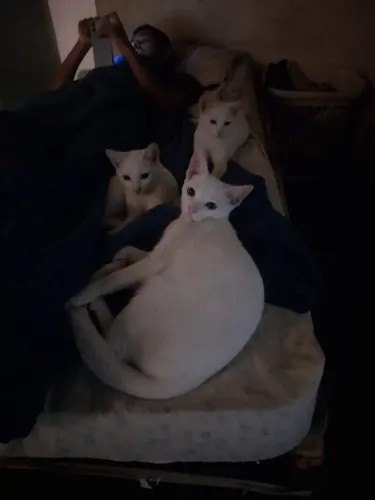 Doação de gatos