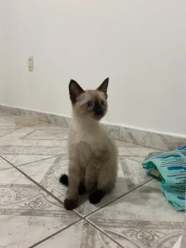 Doação de gatos