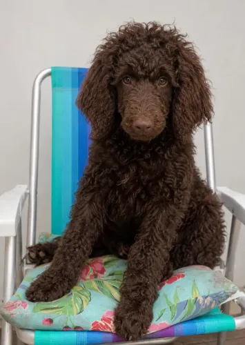 Poodle Standard macho 
