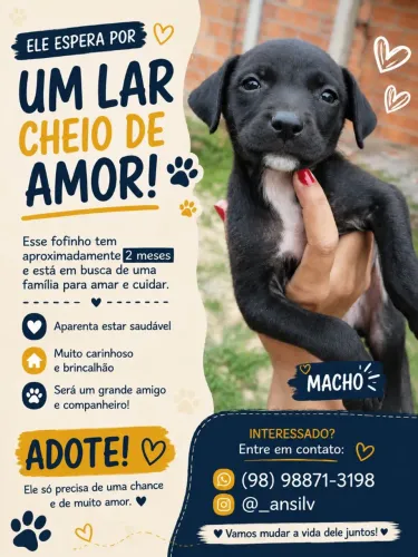 Doação de cachorro